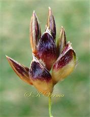  Spikelets